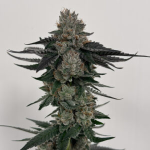 Sour Samurai Sour F3 Reaper Edition