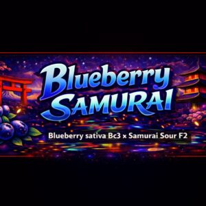 Blueberry Samurai V3